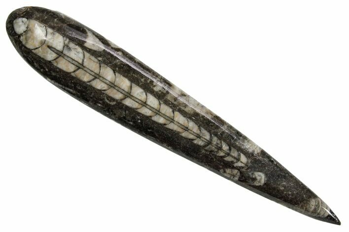 Polished Fossil Orthoceras (Cephalopod) - Morocco #363843